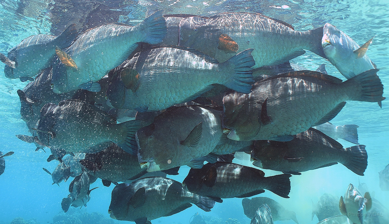 Sipadan_2015_Poisson perroquet a bosse_Bolbometopon muricatum_IMG_3032_rc.jpg